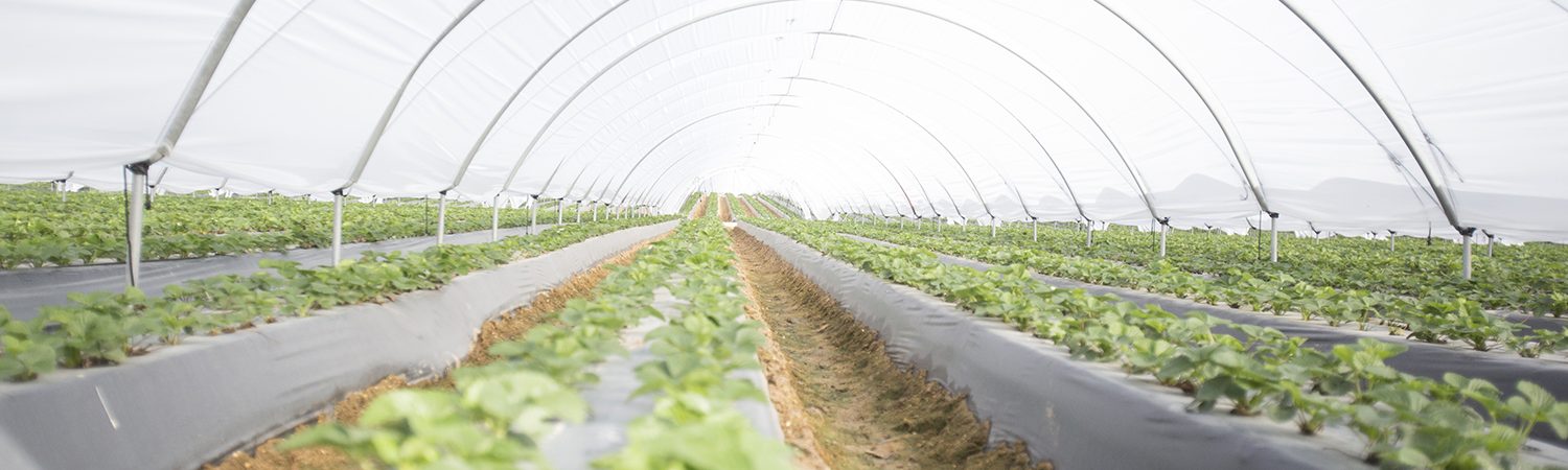 Central Hortofrutícola - Tecnifrio