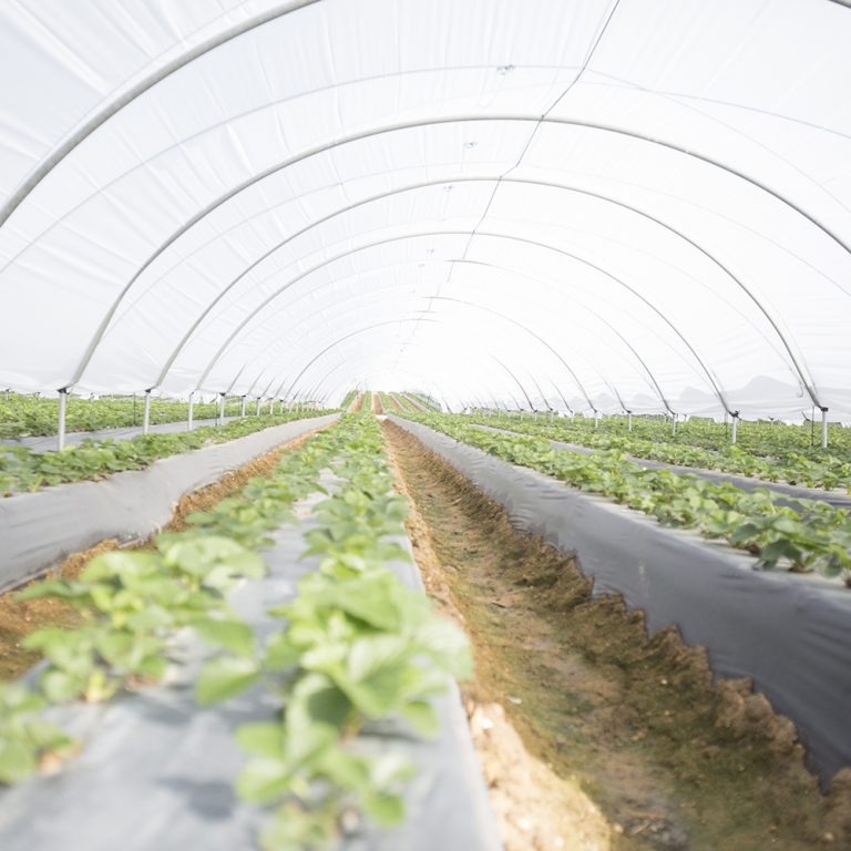 Proyectos - Tecnifrio